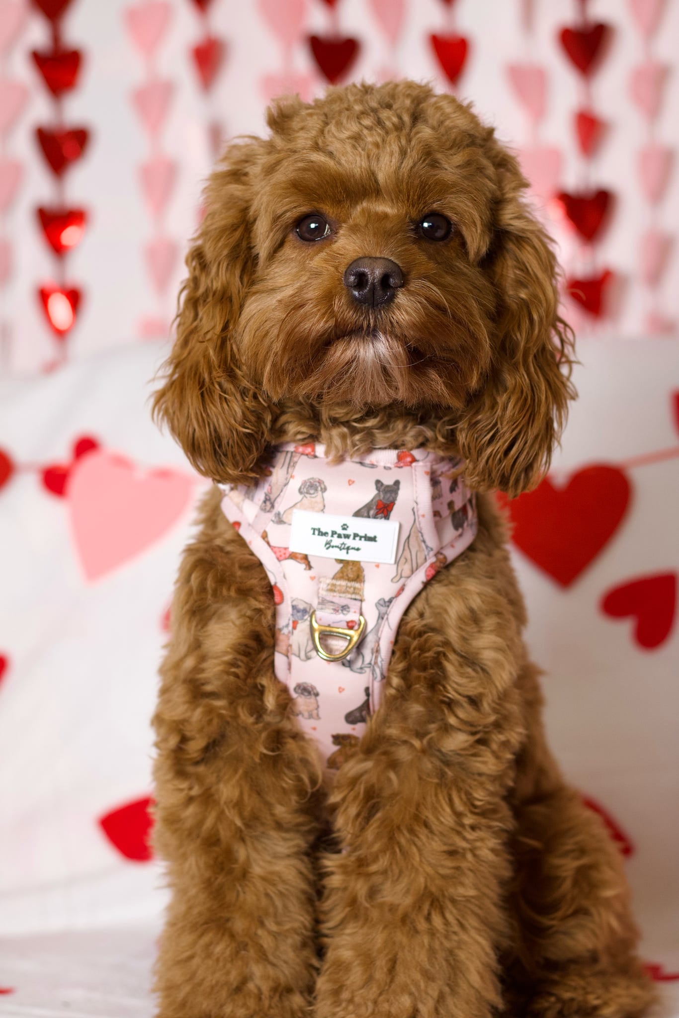 The Puppy Love Adventure Paws Harness