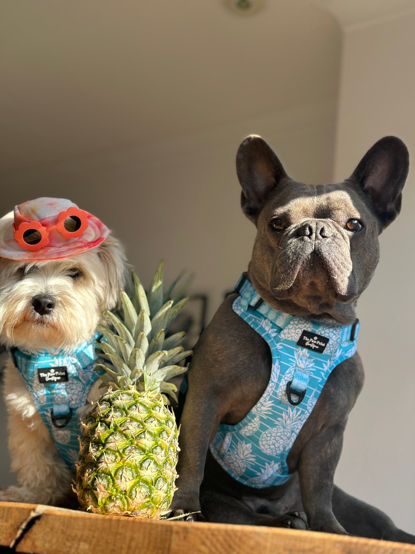 The Pineapple Pawty Harness (Adventure Paws Style)