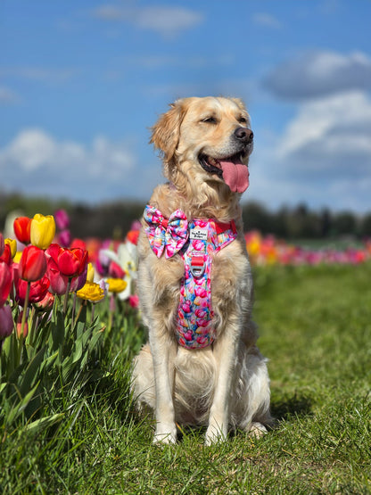 The Tulip Field Adventure Paws Harness