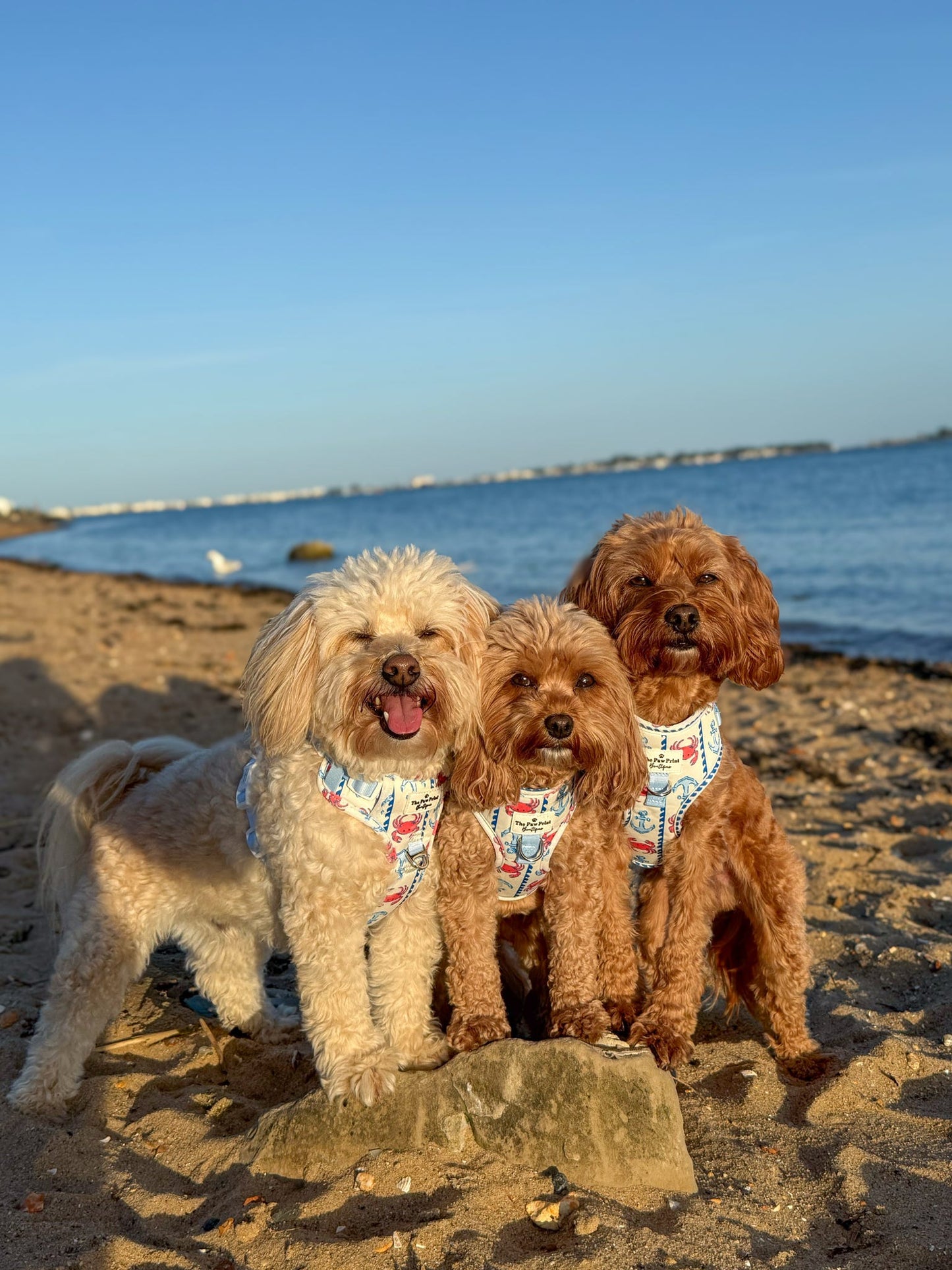 Absolutely Crabulous Adventure Paws Harness