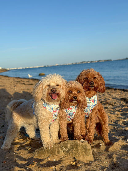 Absolutely Crabulous Adventure Paws Harness