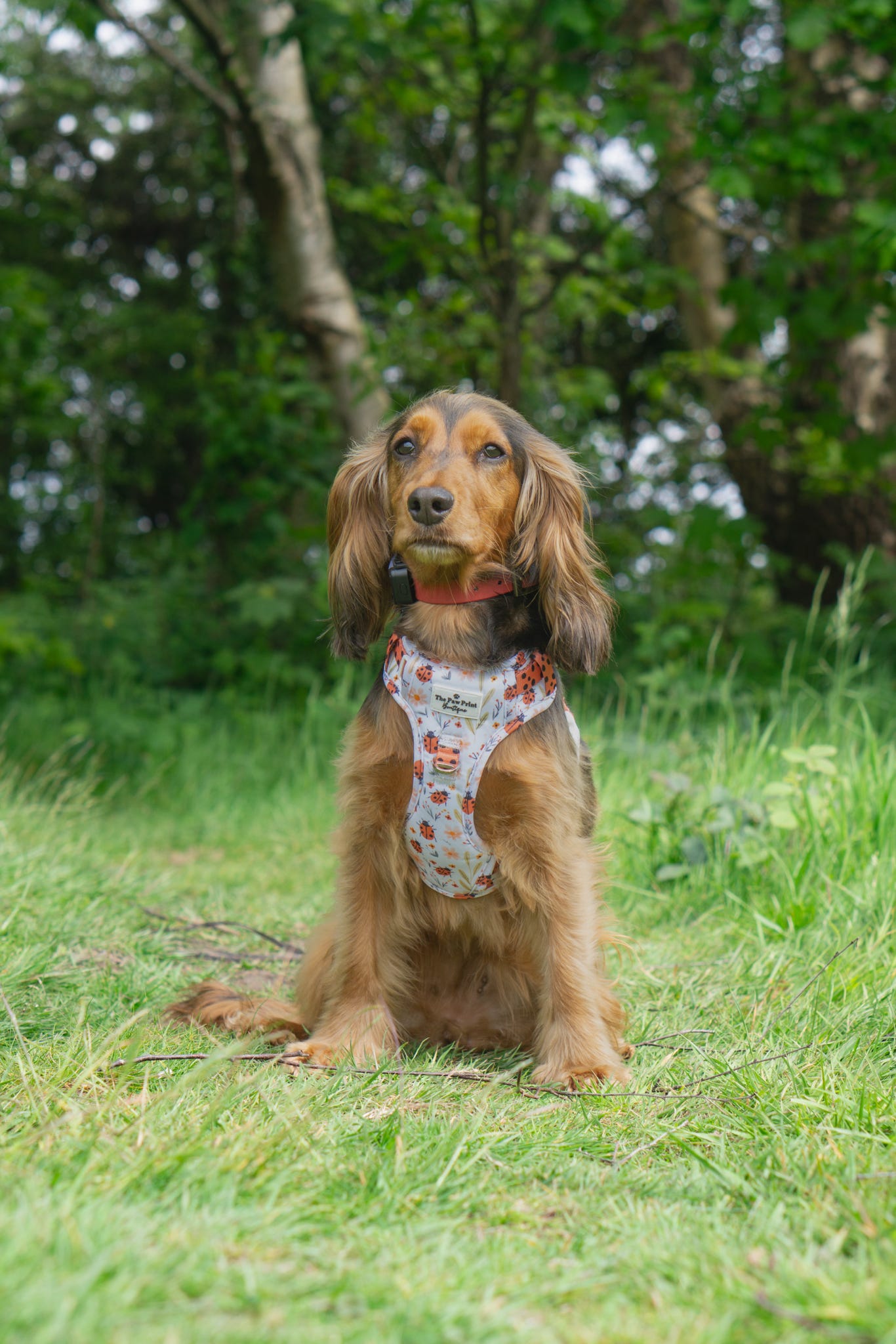 Ladybird Lane Adventure Paws Harness