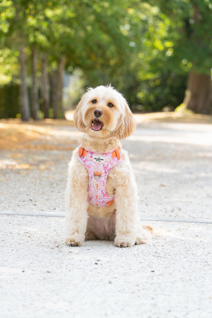 Under the Sea Paws Harness