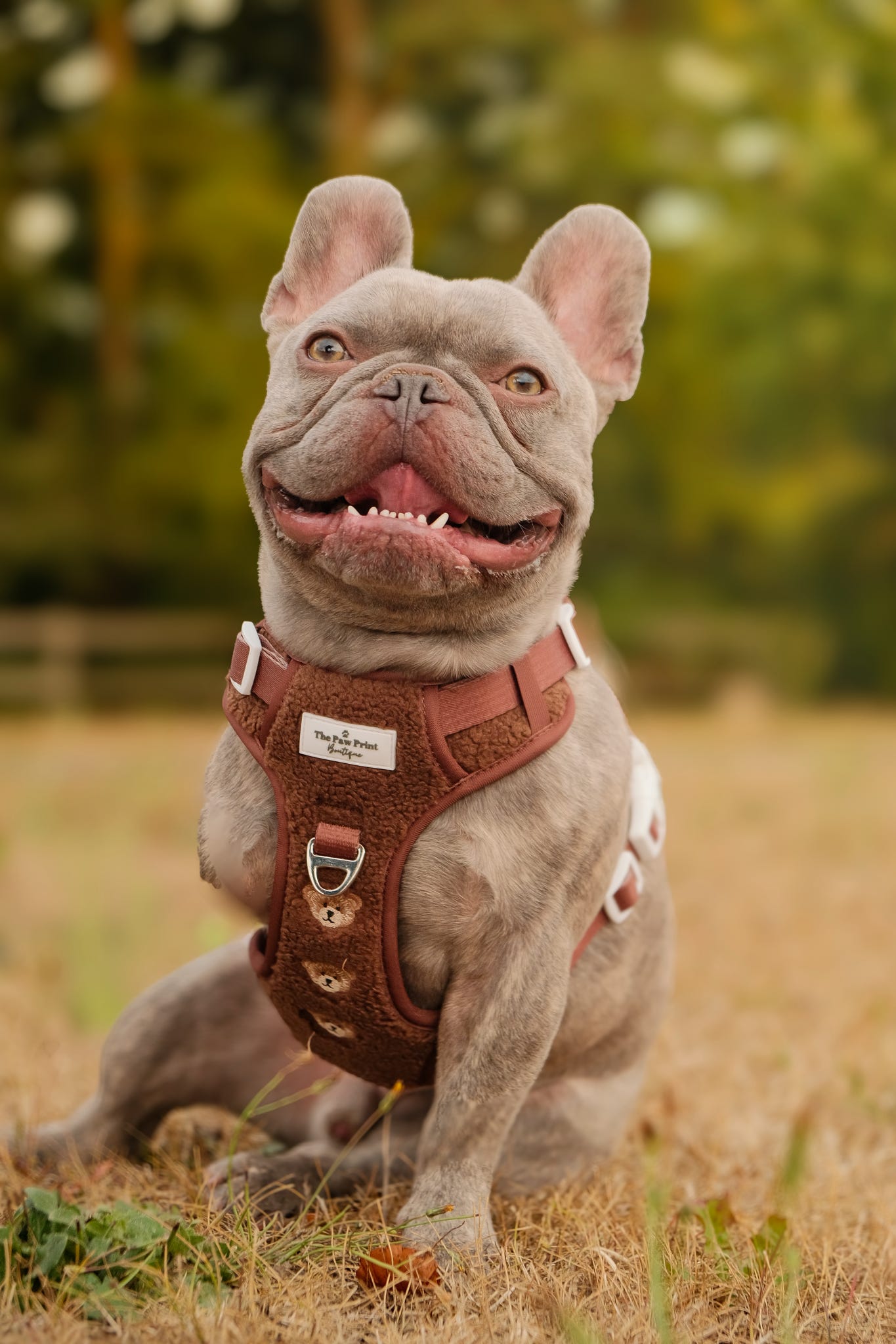 The Embroidered Little Bear Cub Adventure Paws Harness