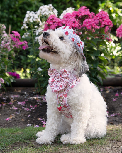 The Bows & Berries Adventure Paws Harness