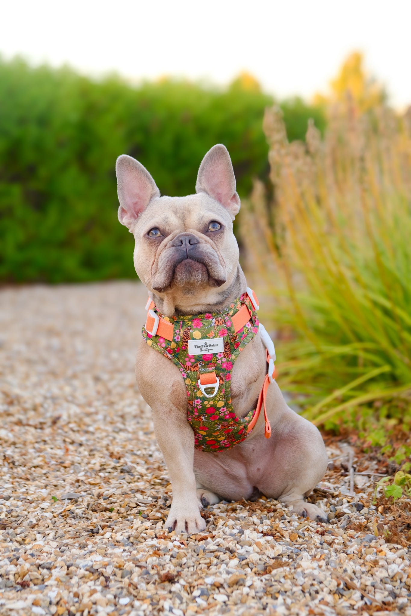 The Tiger who came to TPPB Adventure Paws Harness