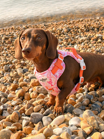 Under the Sea Paws Harness
