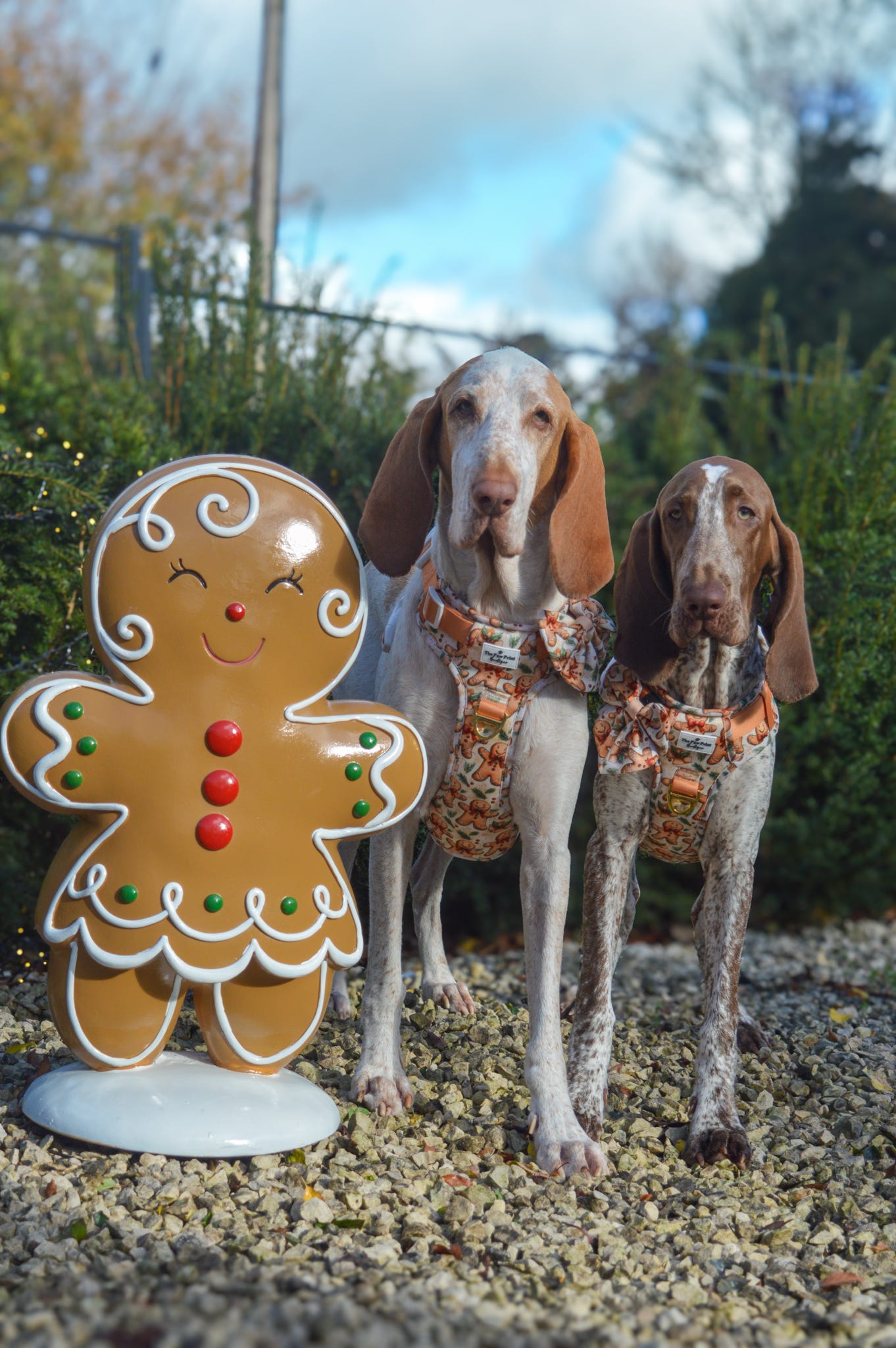 Gingerbread Grove Adventure Paws Harness