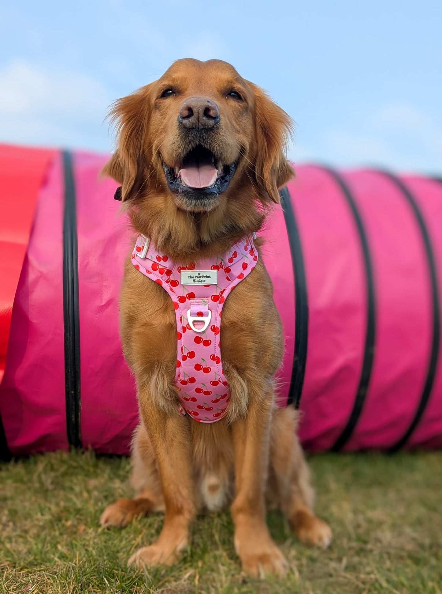 Cherry on Top Adventure Paws Harness
