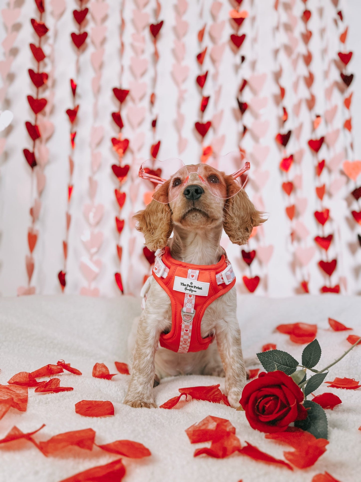 The Fur-ever Love Adventure Paws Harness