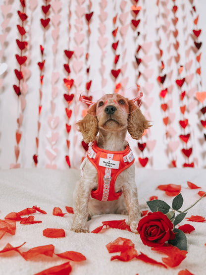 The Fur-ever Love Adventure Paws Harness