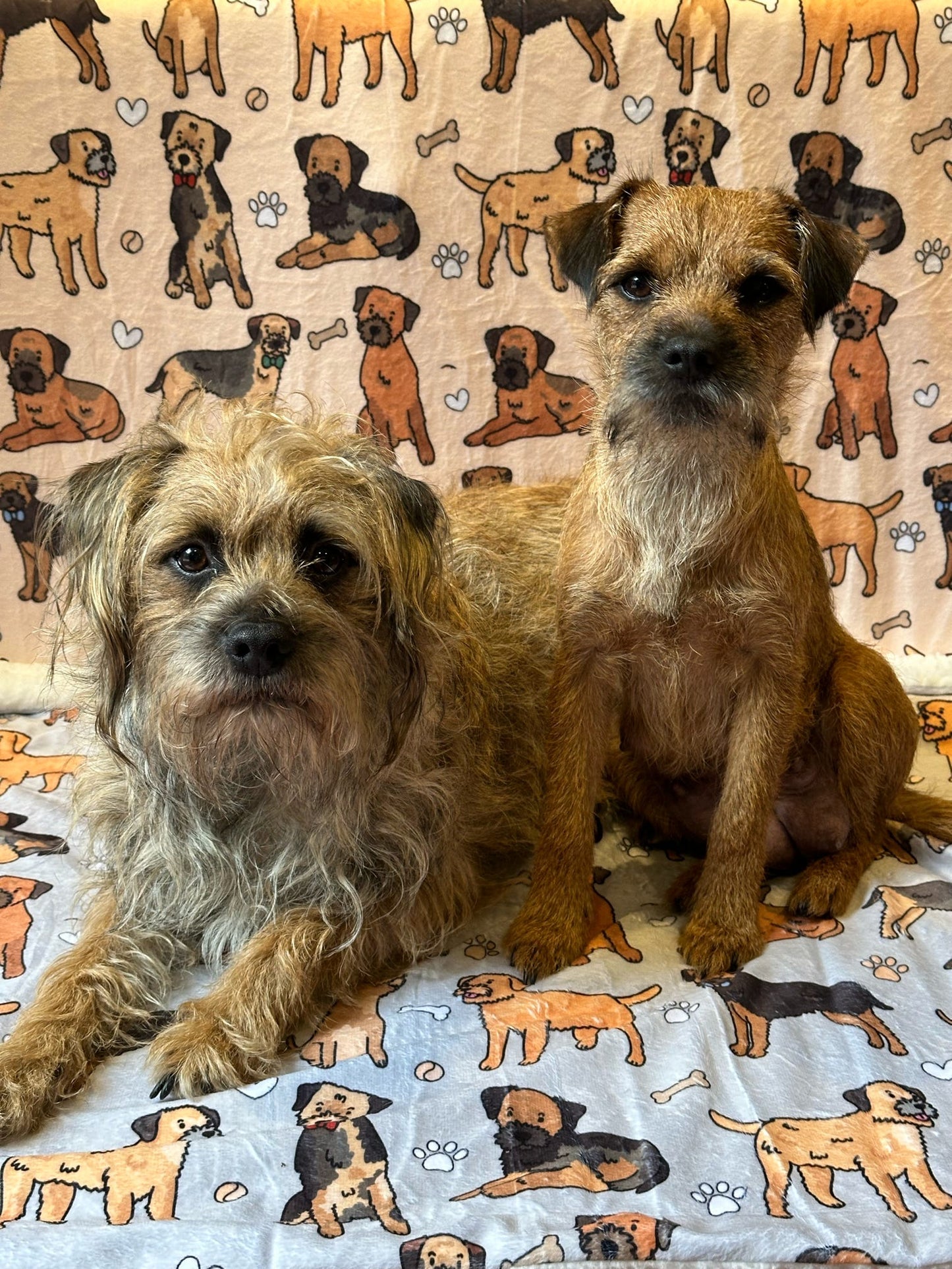 The Border Terrier Dog Blanket - Beige