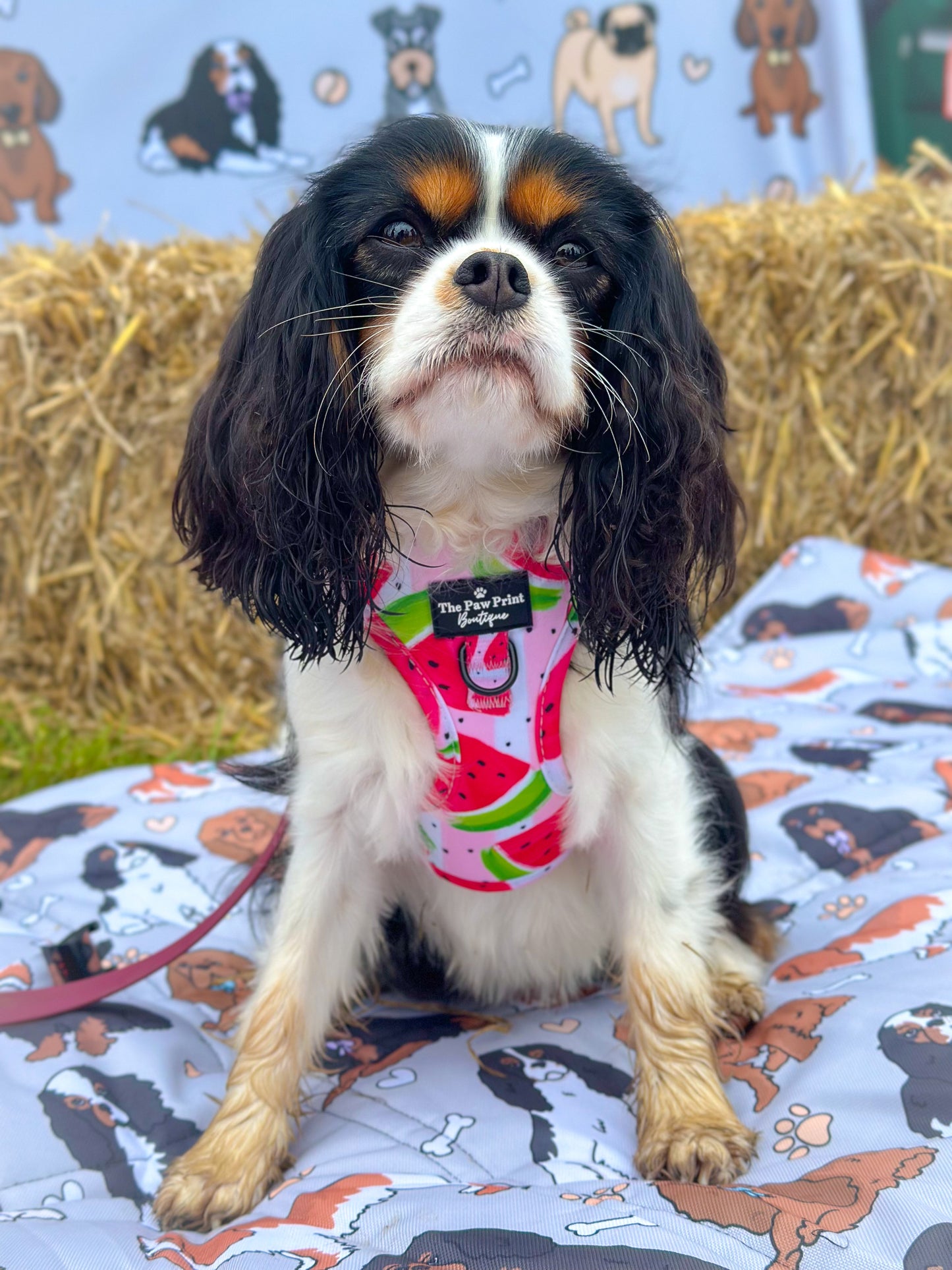 The Watermelon Sugar Adjustable Harness