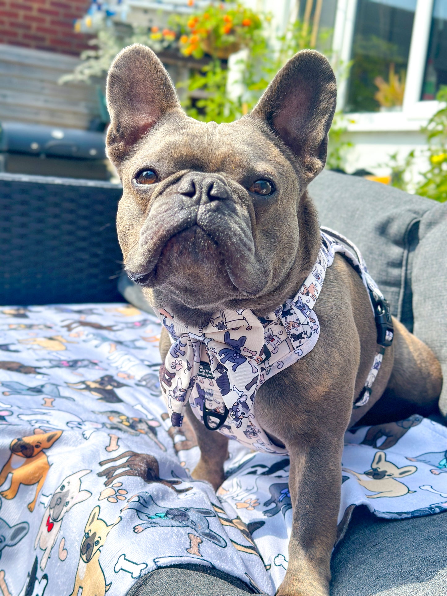 The French Bulldog Adventure Paws Harness