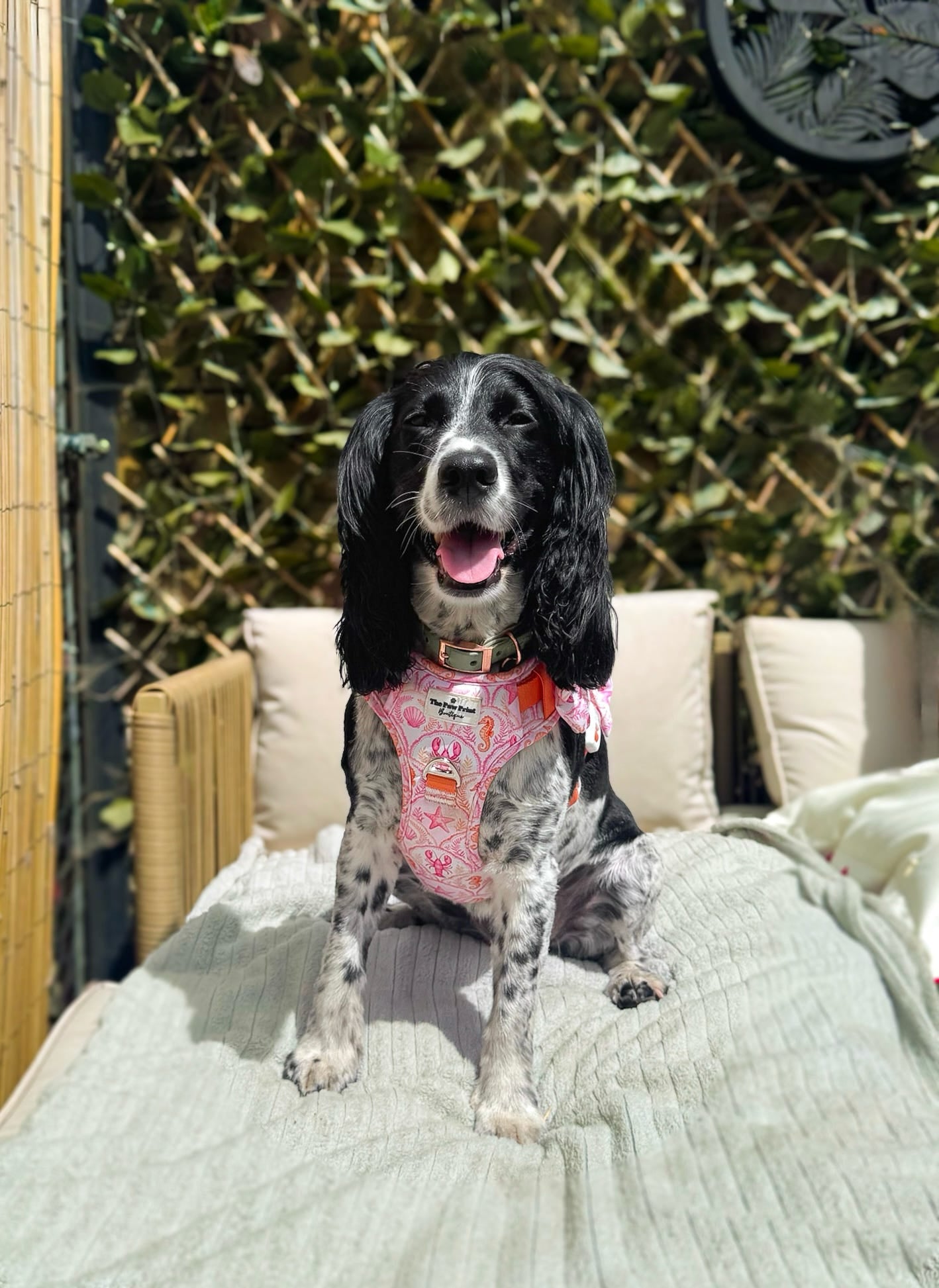 Under the Sea Paws Harness