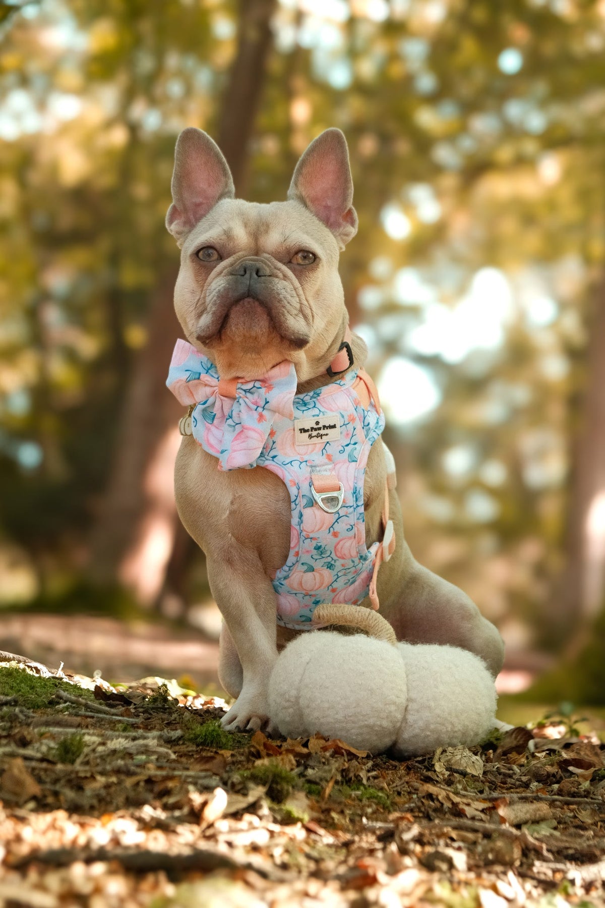 Pablos Pumpkins Adventure Paws Harness
