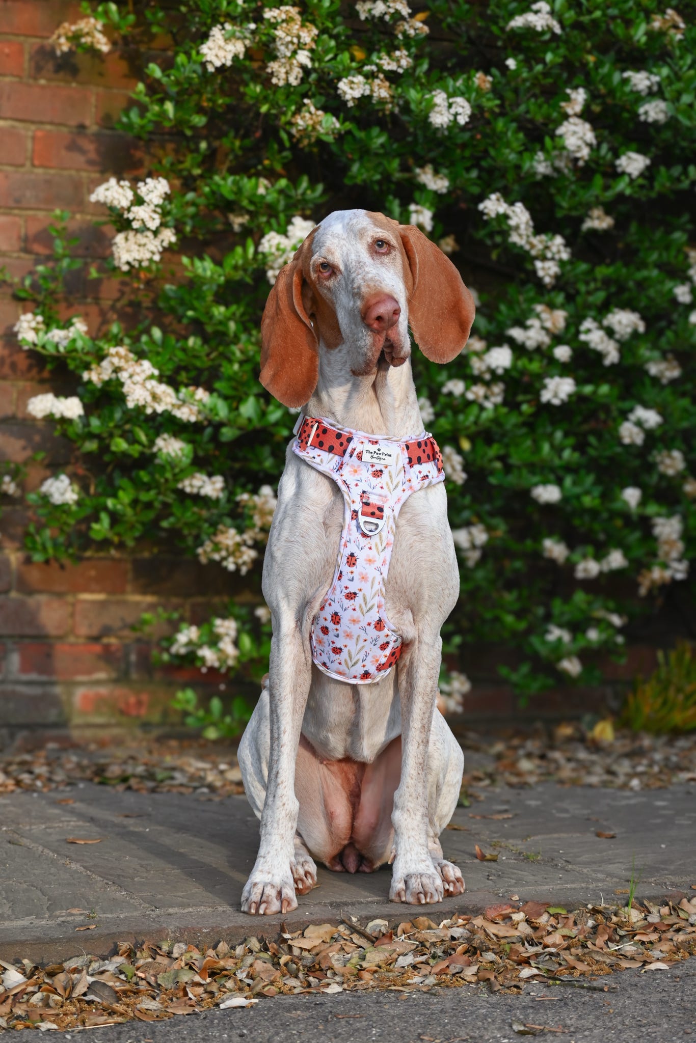 Ladybird Lane Adventure Paws Harness