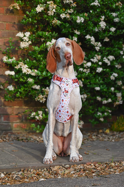 Ladybird Lane Adventure Paws Harness