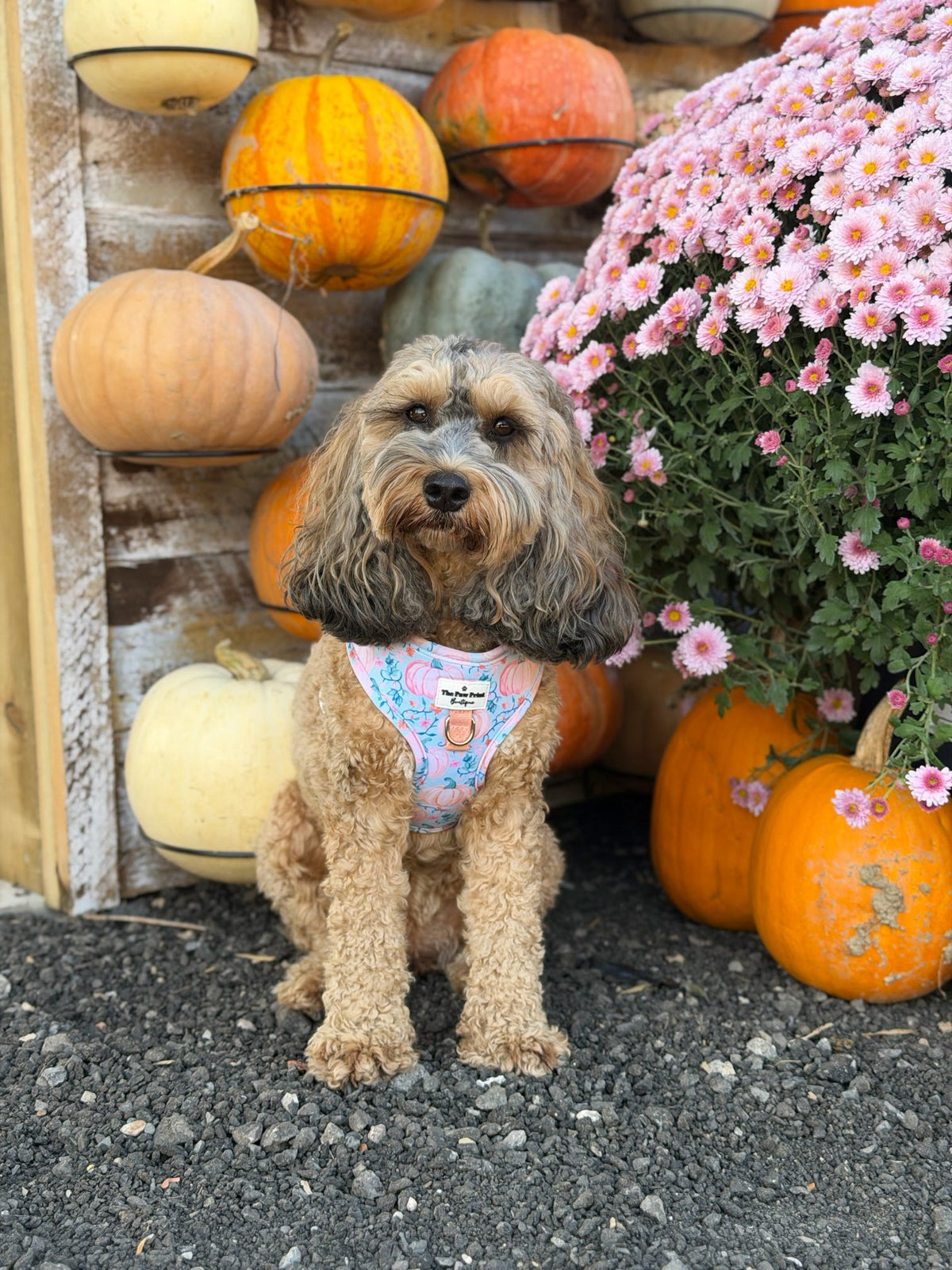 Pablos Pumpkins Adjustable Harness