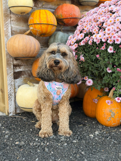 Pablos Pumpkins Adjustable Harness