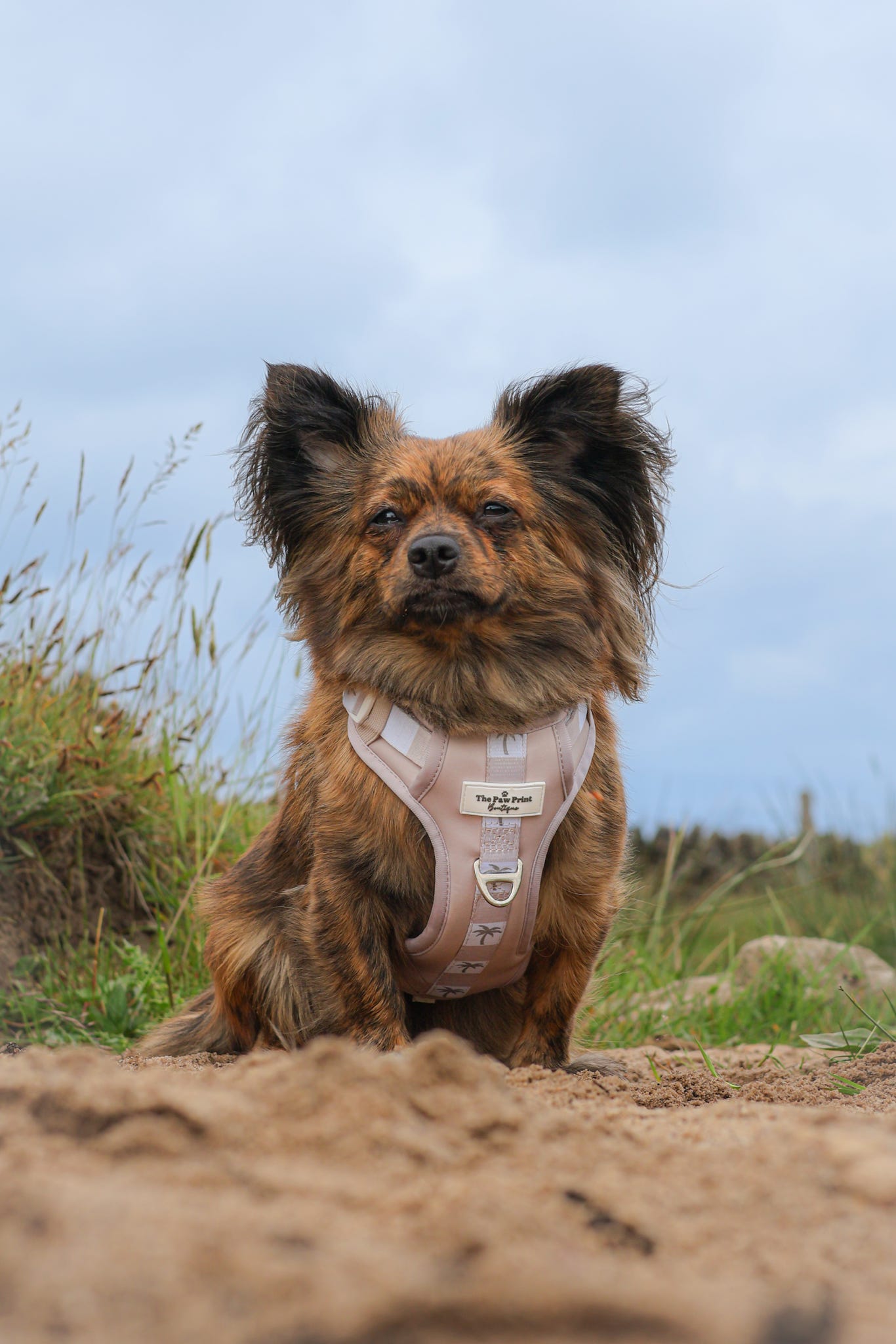 Palm Springs Adventure Paws Harness