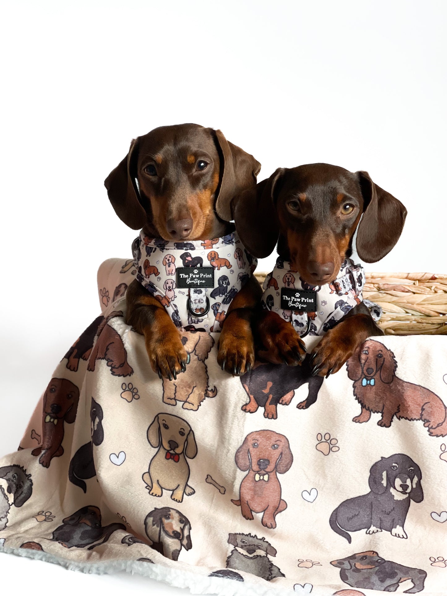 The Dachshund Adjustable Harness