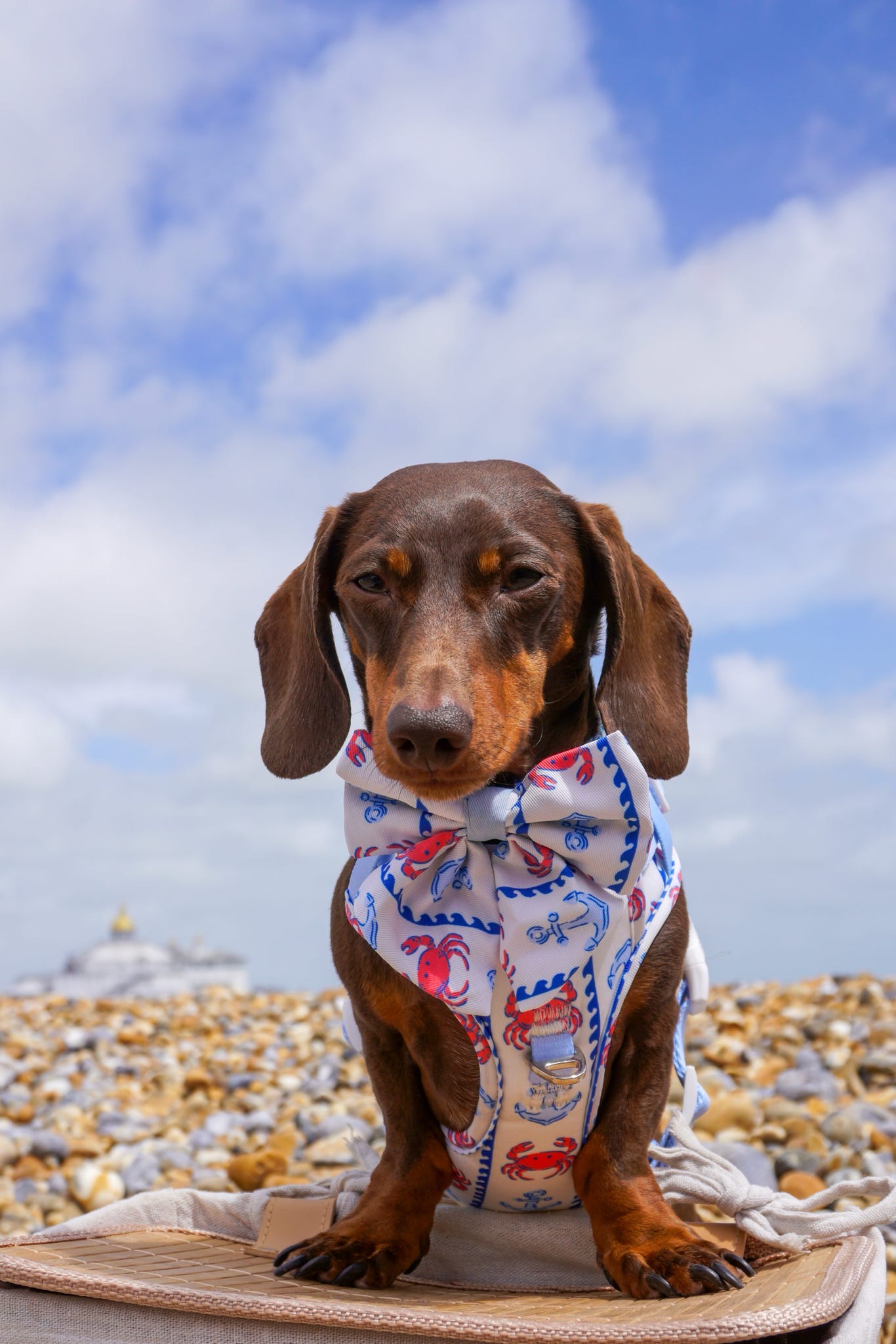 Absolutely Crabulous Adventure Paws Harness