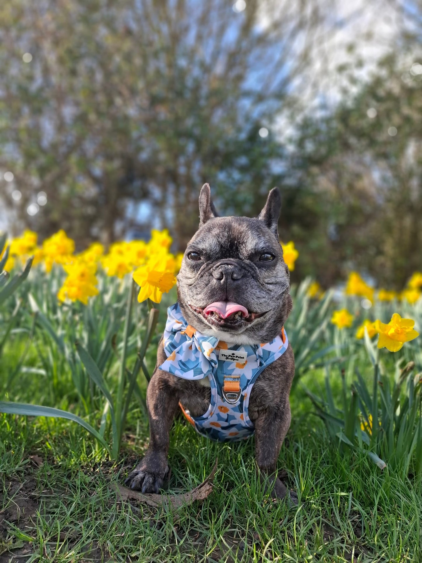 Daffodil Daze Adventure Paws Harness