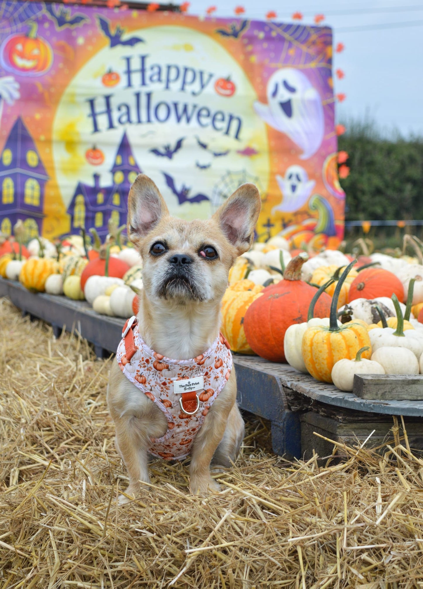 Pupkin Patch Adjustable Harness