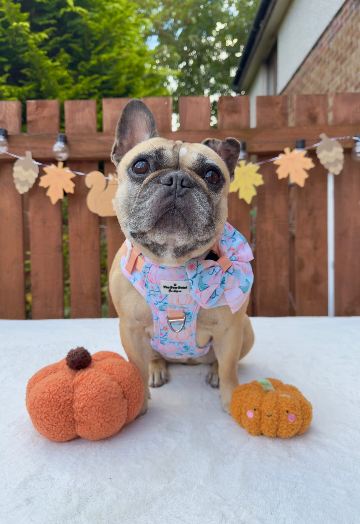 Pablos Pumpkins Adventure Paws Harness