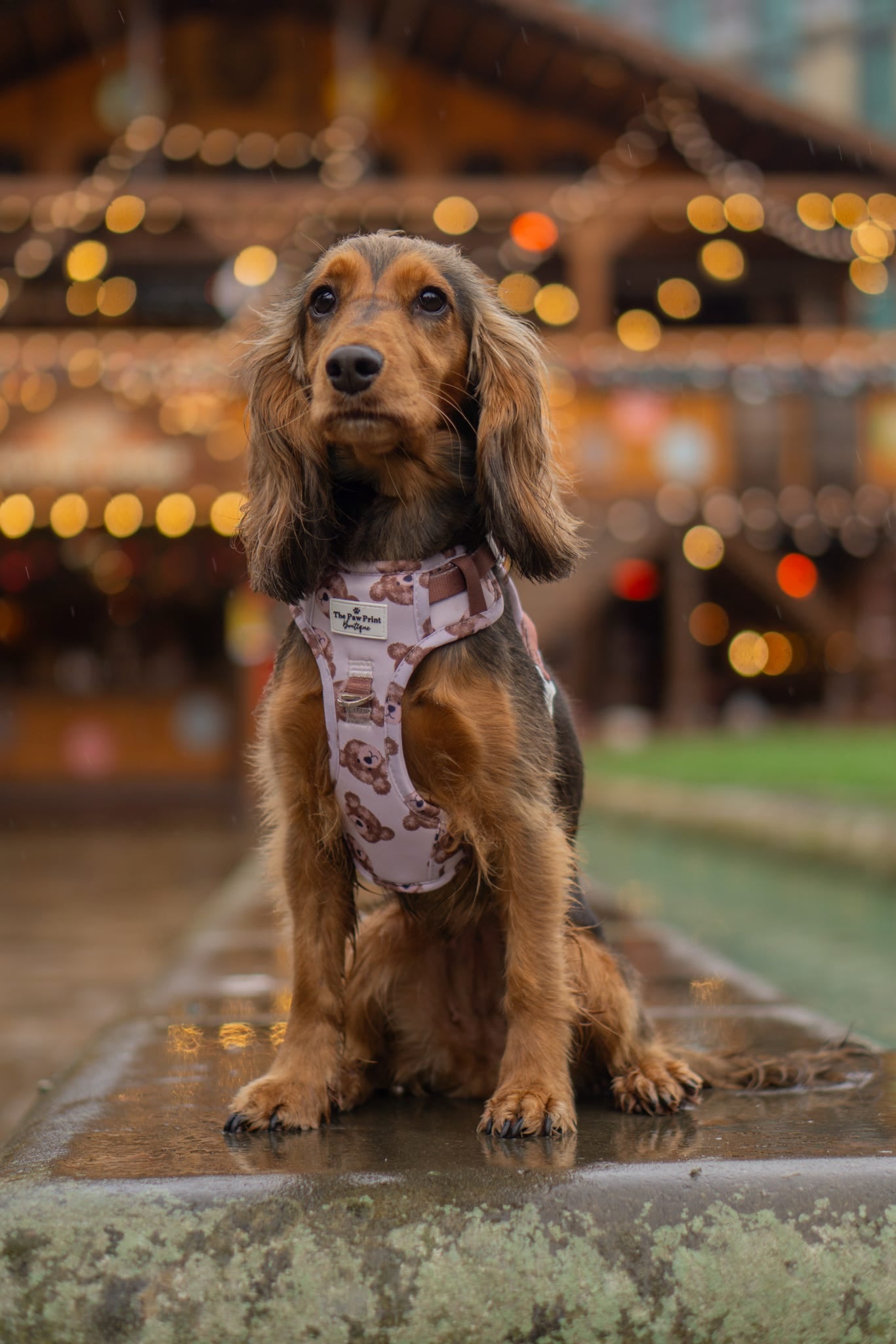 The Little Bear Cub Adventure Paws Harness