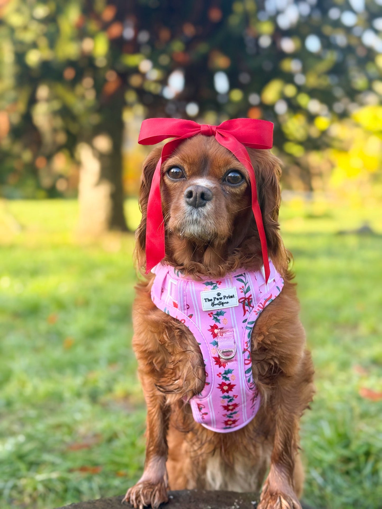 Merry Pinkmas Adventure Paws Harness