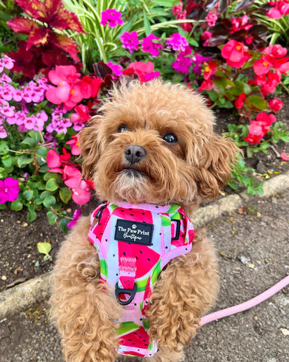 The Watermelon Sugar Adventure Paws Harness