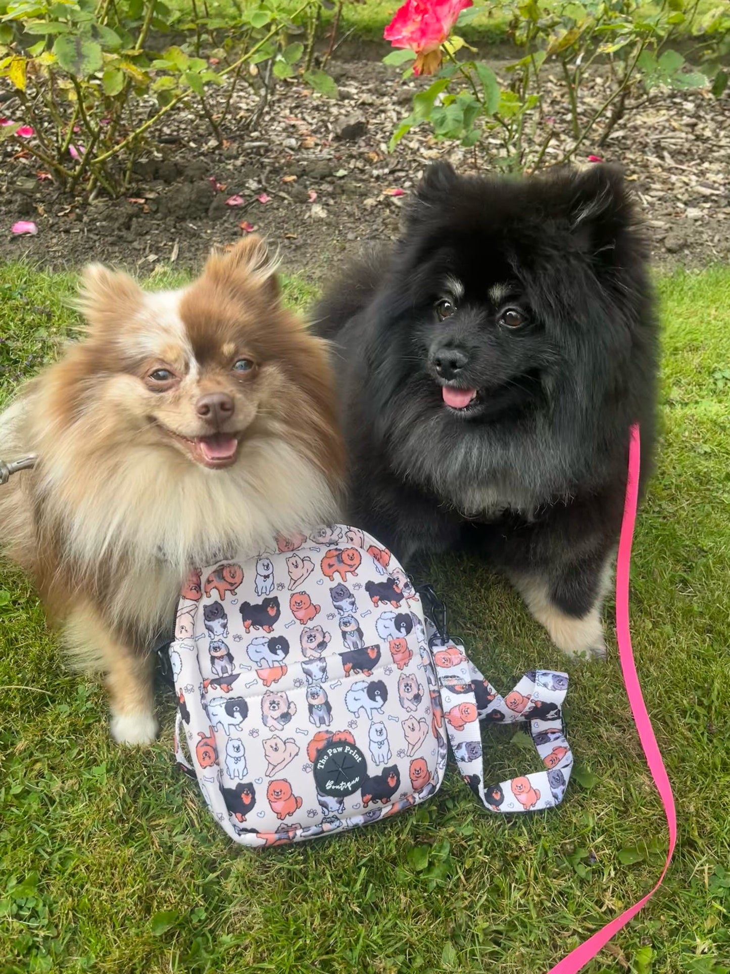 The Pomeranian Dog Walking Bag