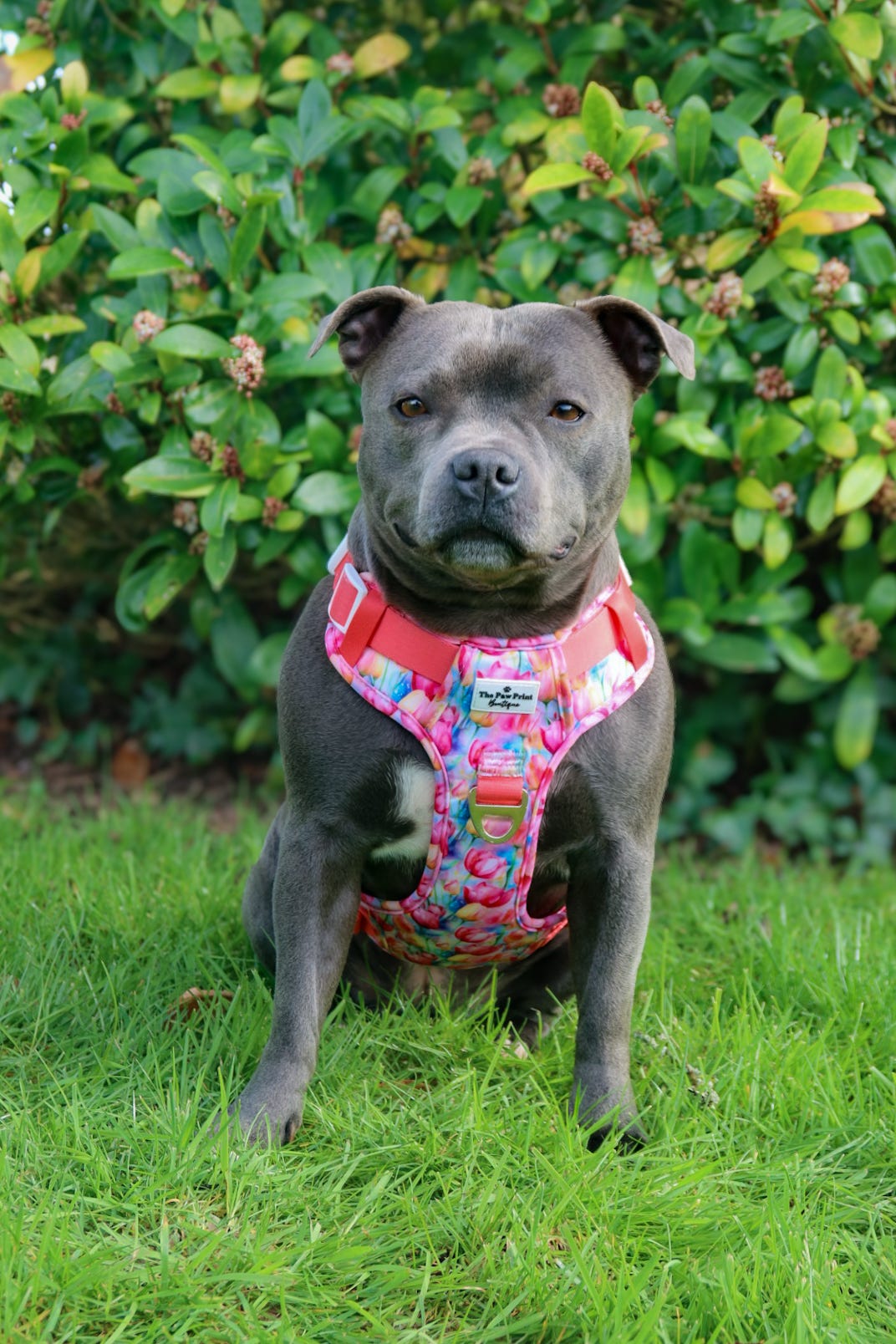 The Tulip Field Adventure Paws Harness