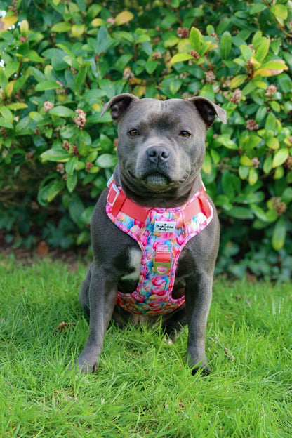 The Tulip Field Adventure Paws Harness