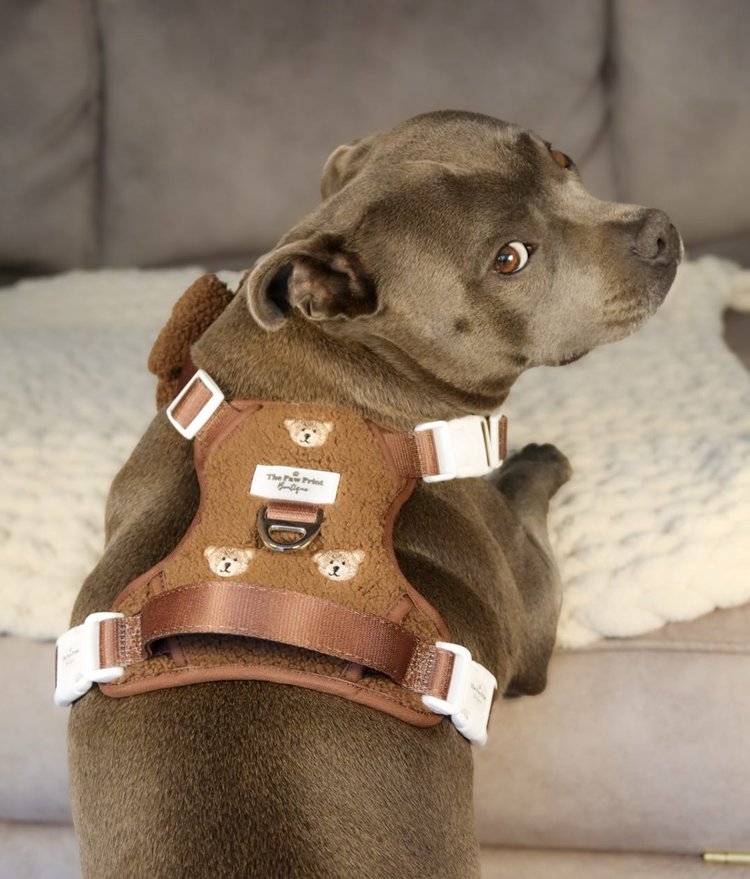 The Embroidered Little Bear Cub Adventure Paws Harness