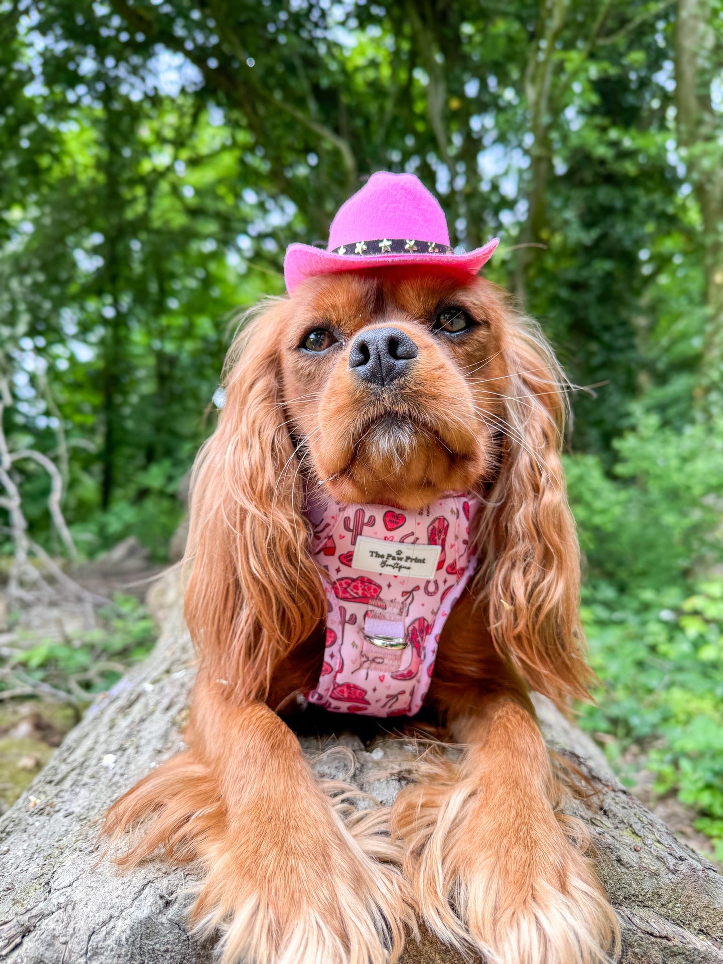 The Giddy up Pup Adventure Paws Harness