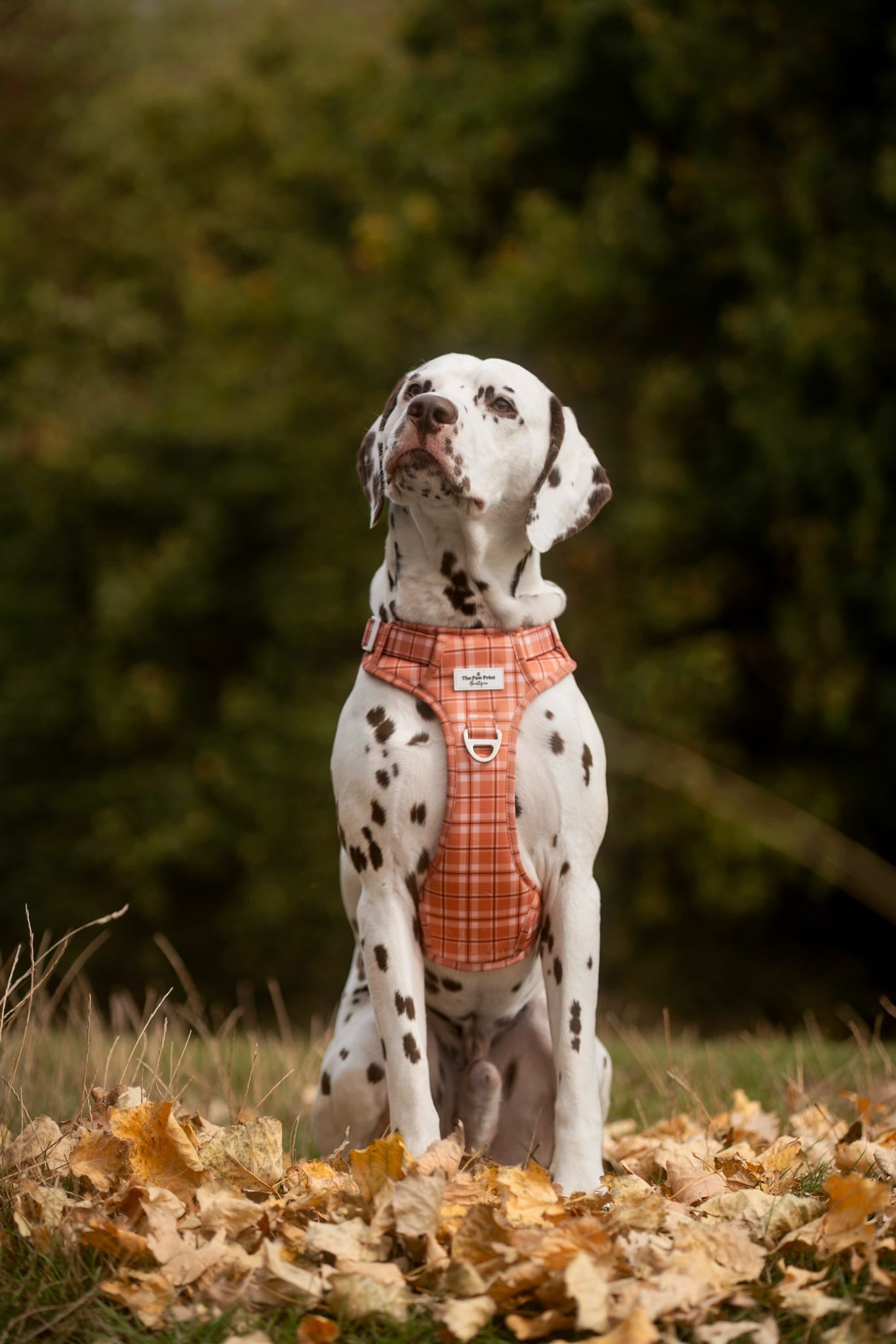 Pooches in Plaid Adventure Paws Harness