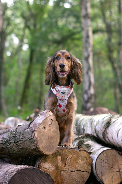 Maple Meadows Adventure Paws Harness