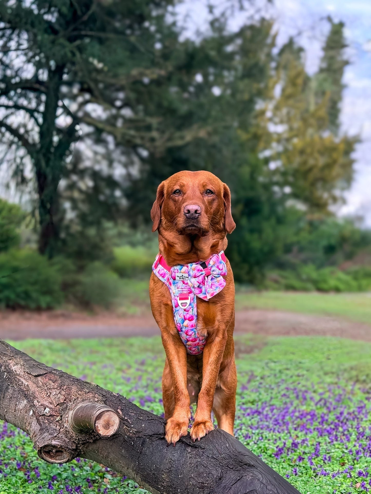The Tulip Field Adventure Paws Harness