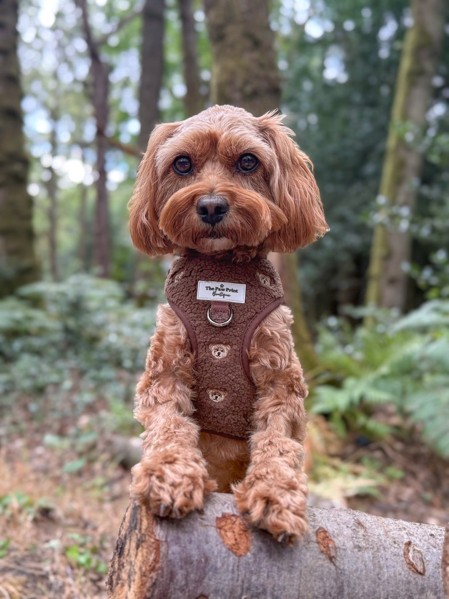 The Embroidered Little Bear Cub Adjustable Harness