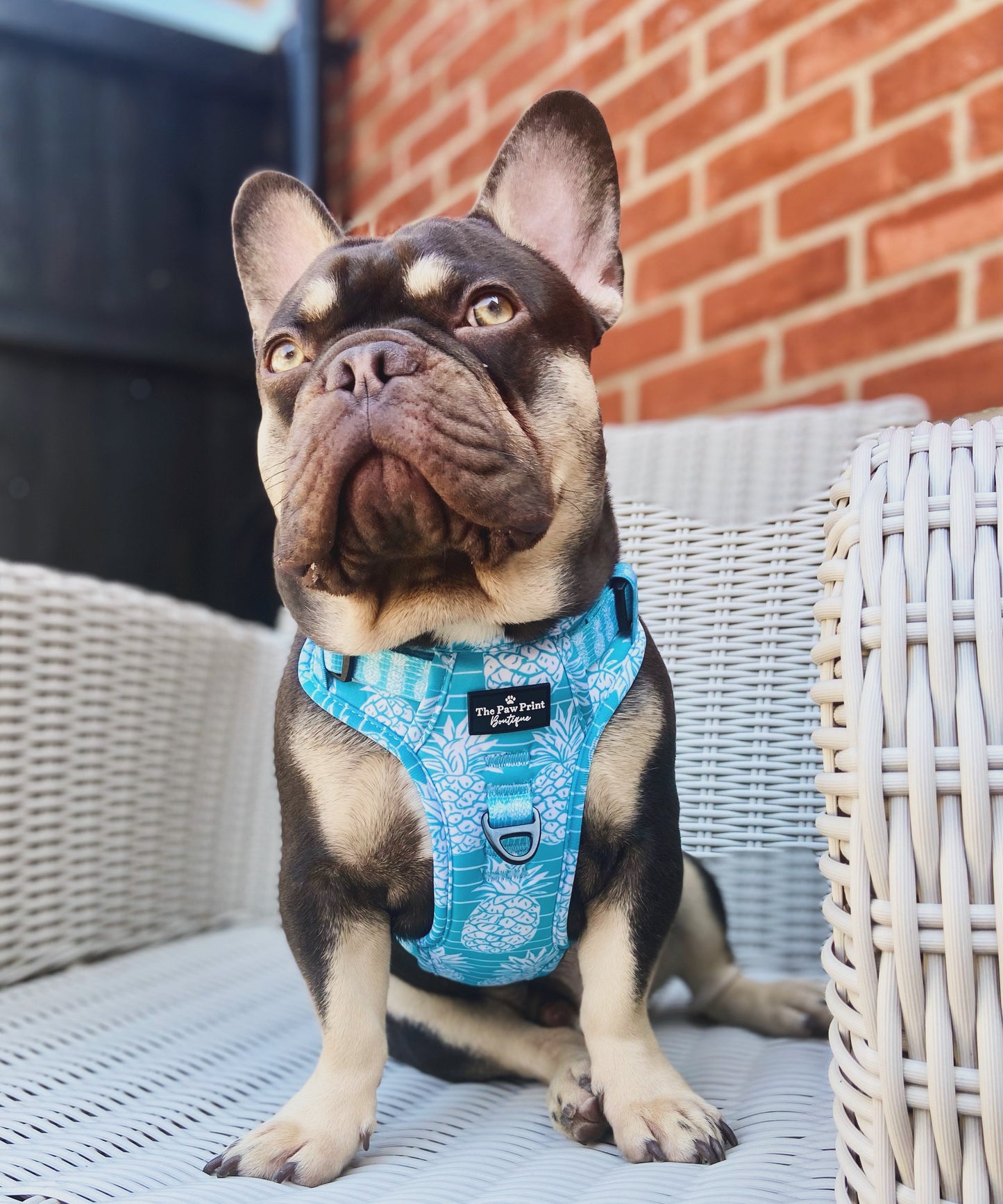 The Pineapple Pawty Harness (Adventure Paws Style)