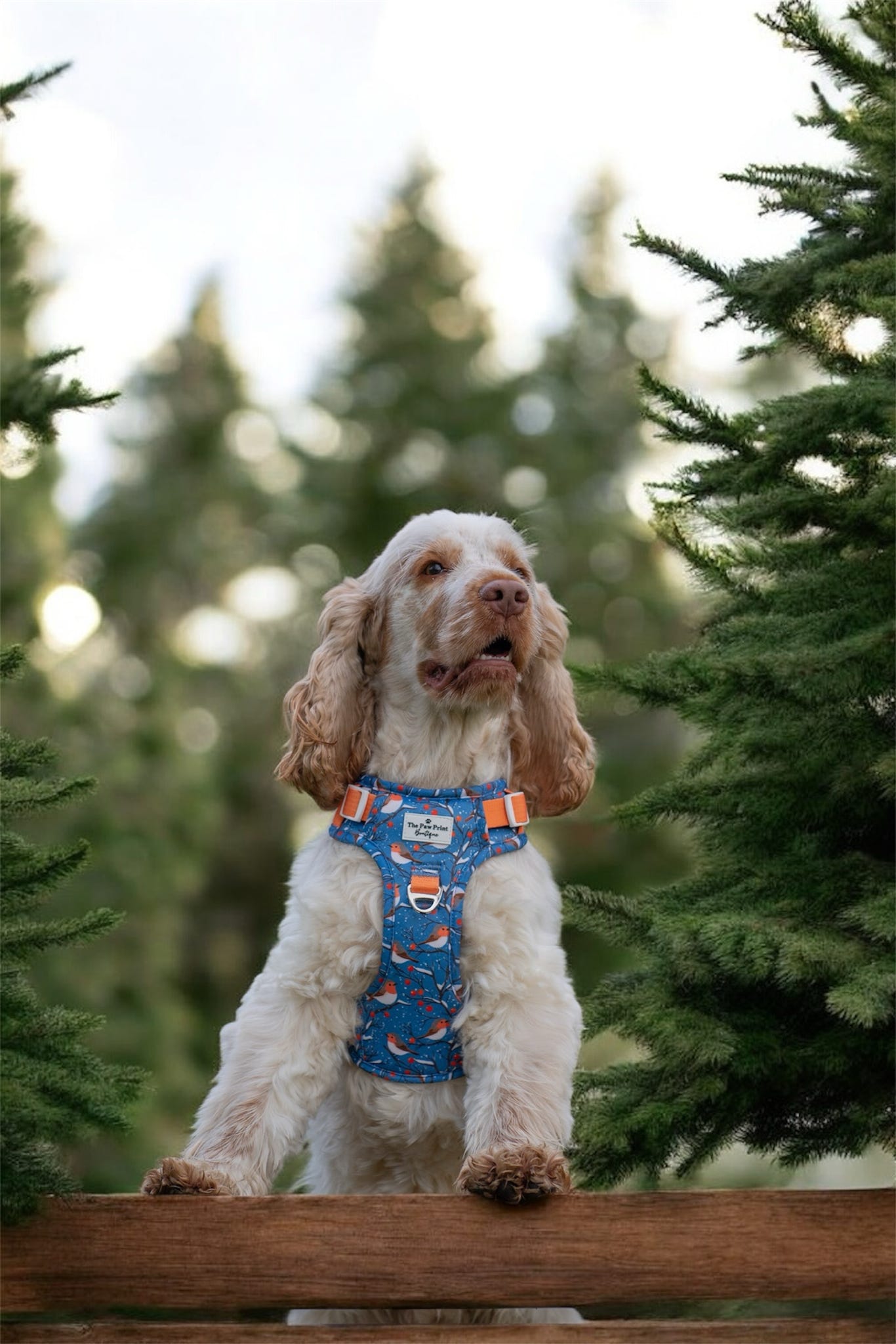 Seasons Tweetings Adventure Paws Harness