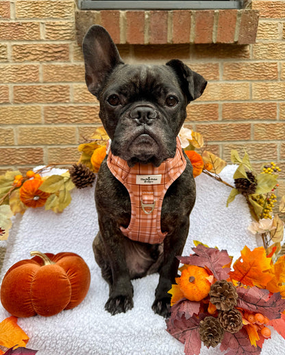 Pooches in Plaid Adventure Paws Harness