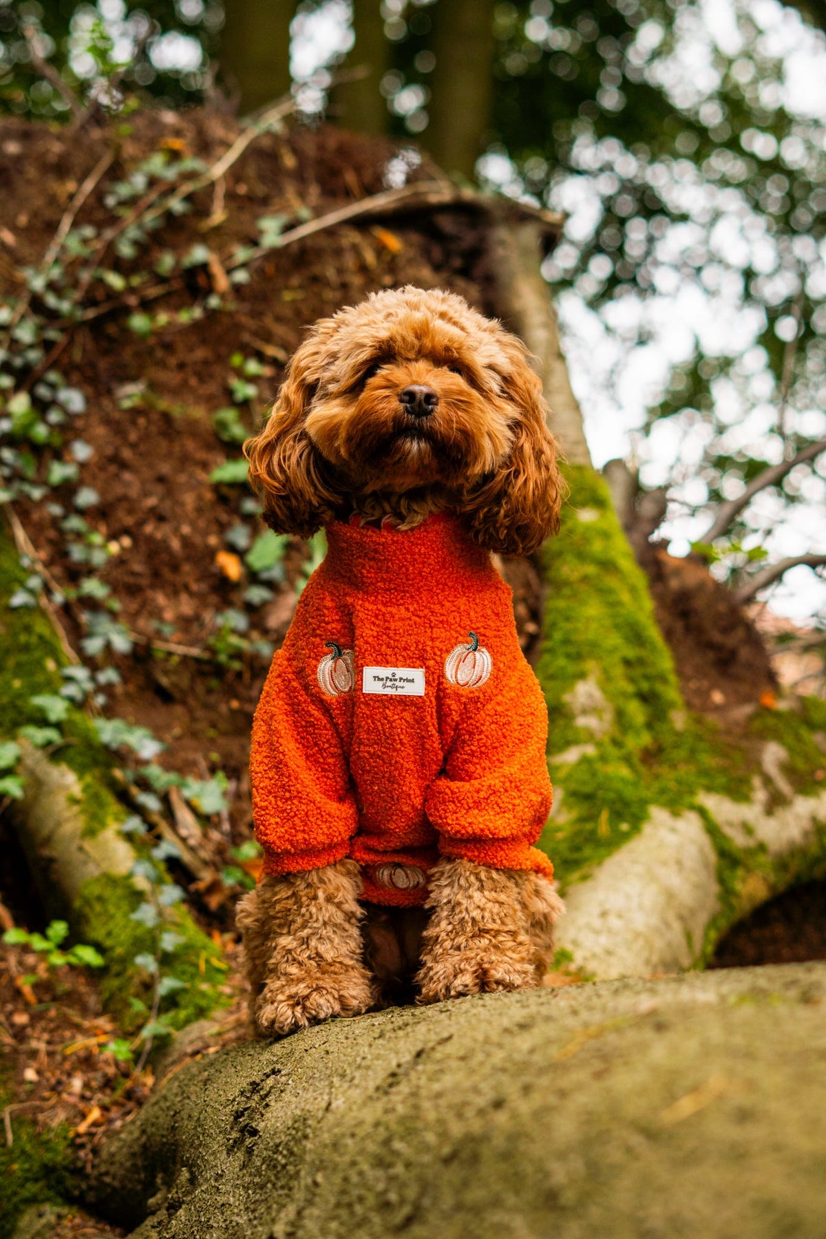 The Embroidered Pumpkins Teddy Fleece