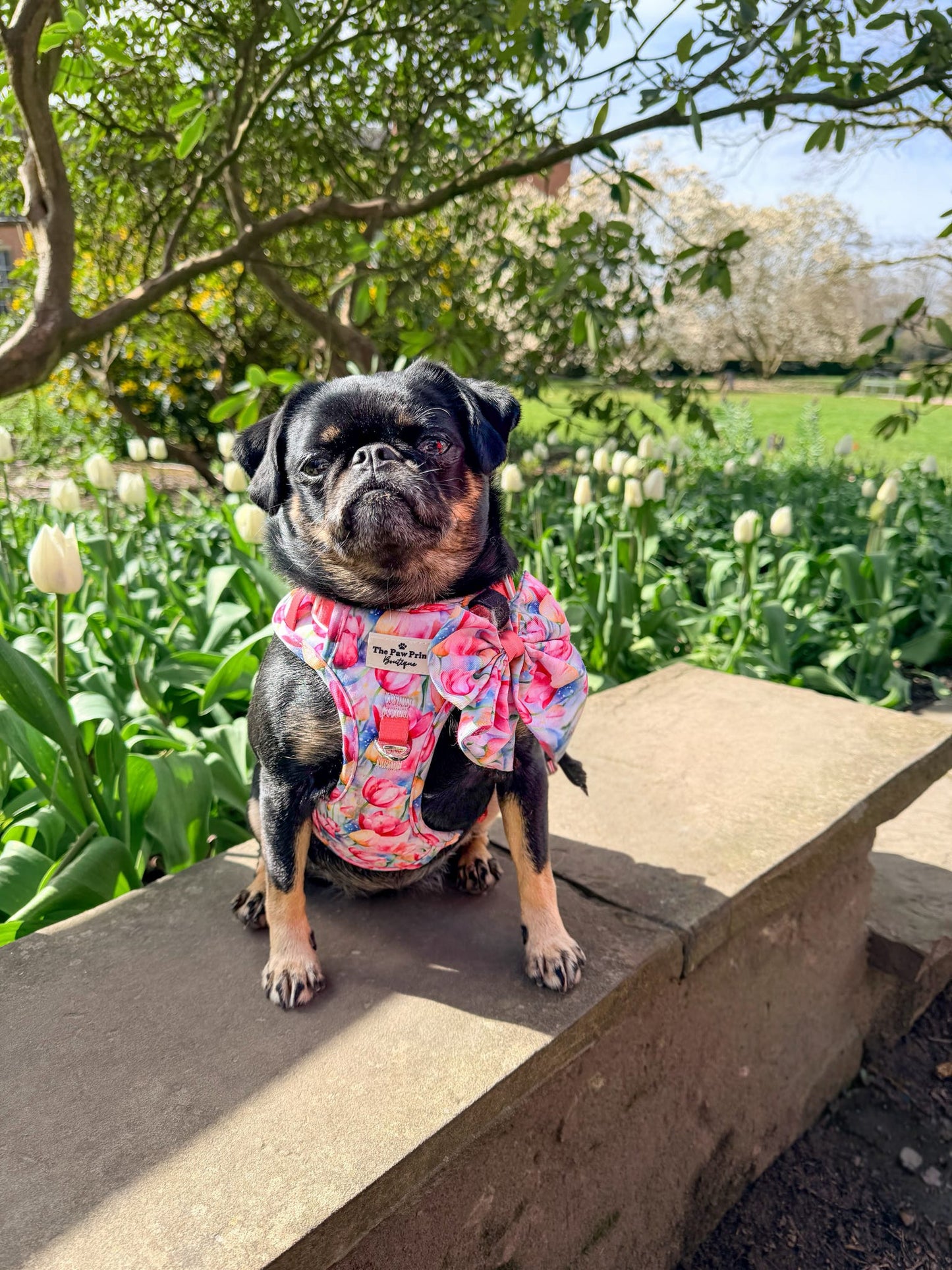 The Tulip Field Adventure Paws Harness