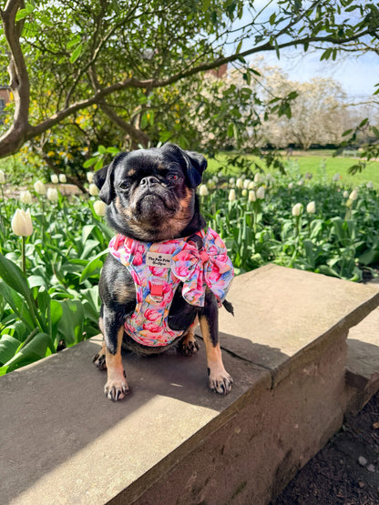 The Tulip Field Adventure Paws Harness
