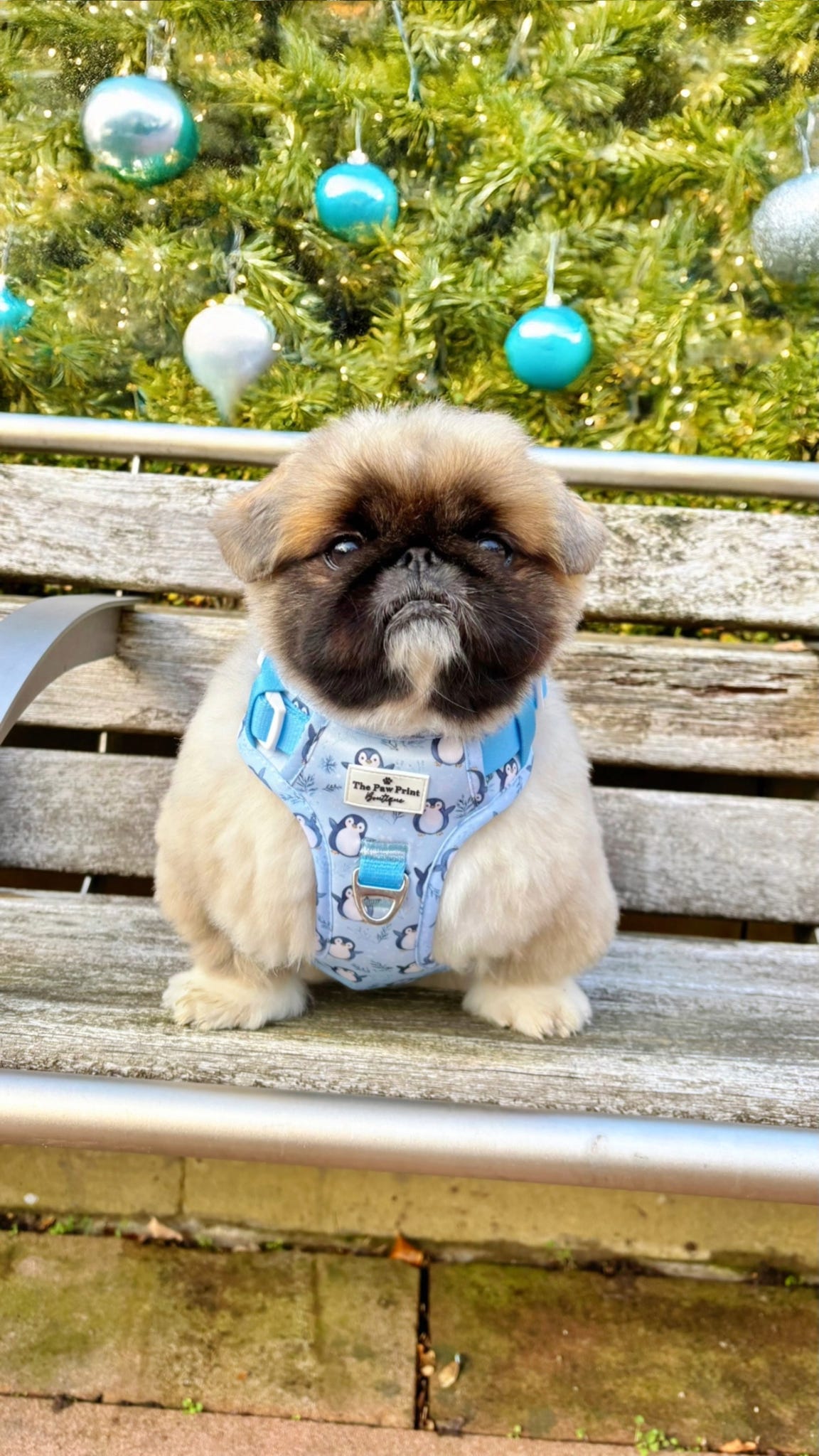 Percy Penguin Adventure Paws Harness