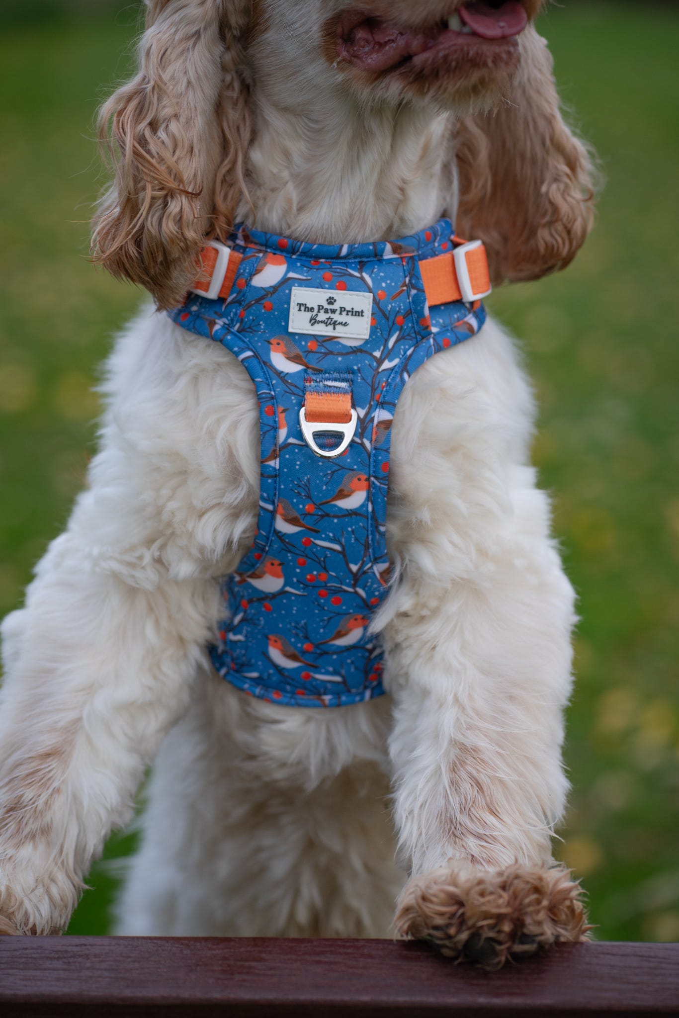Seasons Tweetings Adventure Paws Harness